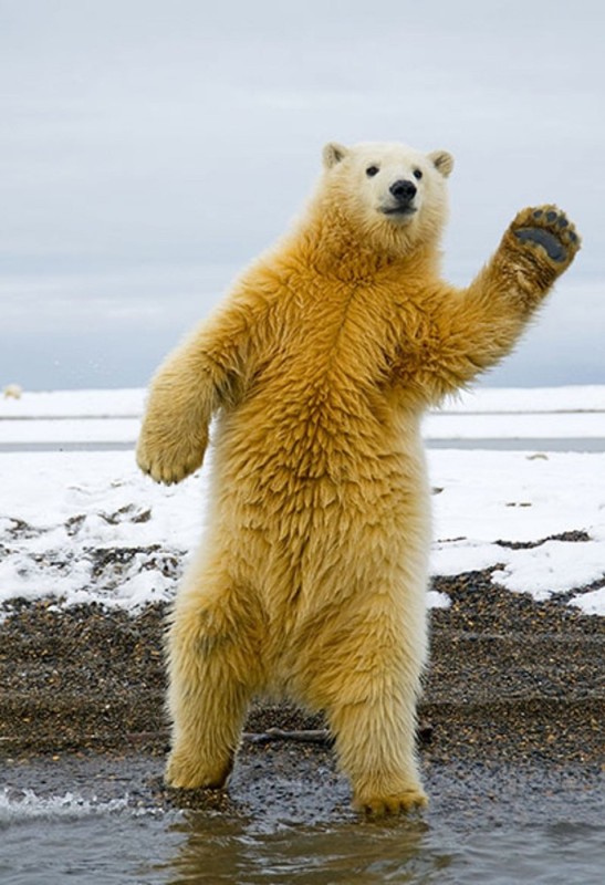 Create meme: dancing bears, The polar bear is dancing, polar bear 