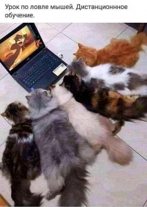 Создать мем: обычная кошка, забавные котики, коты