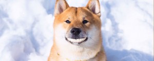 Create meme: dog Akita, dog Shiba inu, shiba inu