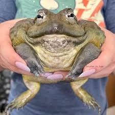 Create meme: the bull frog, frogs are water carriers, African bull frog