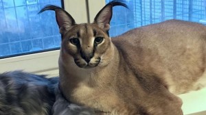 Create meme: Caracal