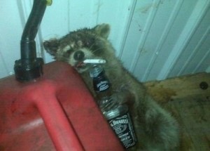 Create meme: raccoon Friday, raccoon alcoholic, raccoon with a bottle