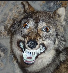 Create meme: wolf, stoned wolf meme, funny stuffed wolf