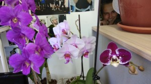 Create meme: orchids, Orchid Phalaenopsis, Phalaenopsis solid gold