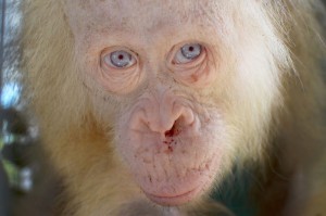 Создать мем: шимпанзе альбинос, орангутанг альбинос, орангутан альбинос