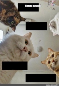 Создать мем: котики и наташа мемы, юмор, наташа и коты мемы
