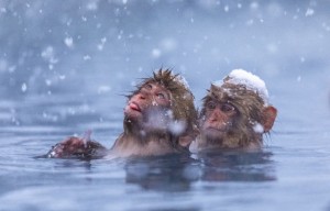 Create meme: snow monkeys, water monkey, monkey in the water