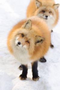 Создать мем: fox animal, животные, red fox