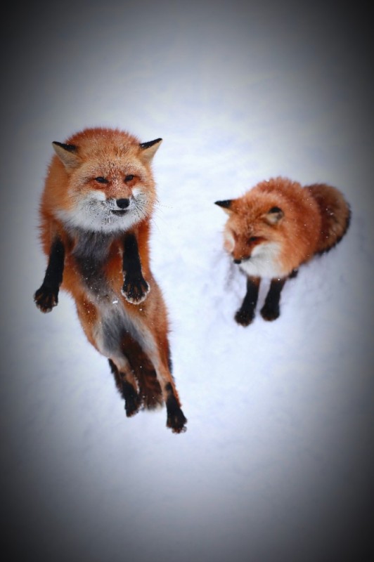 Create meme: red Fox, Fox, Fox 