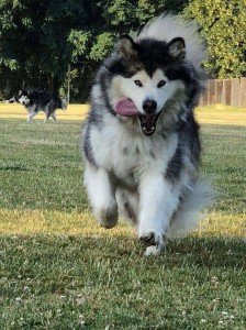 Create meme: Alaskan Malamute long haired, Alaskan Malamute long haired white, Malamute