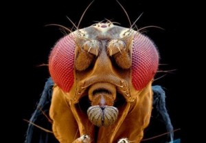 Create meme: the fly's brain, fly, fly Tsokotukha