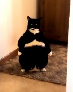 Create meme: cat funny, cat, fat cat