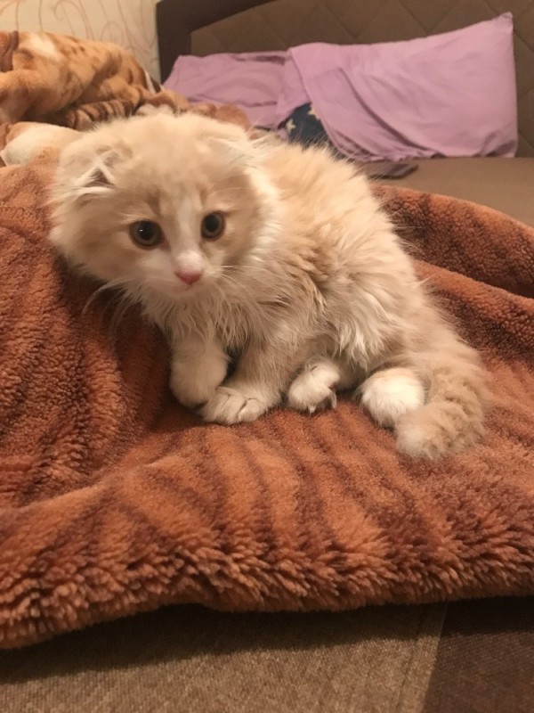 Create meme: lop-eared kitten, Lop-eared cream fluffy cat, the kitten is homemade