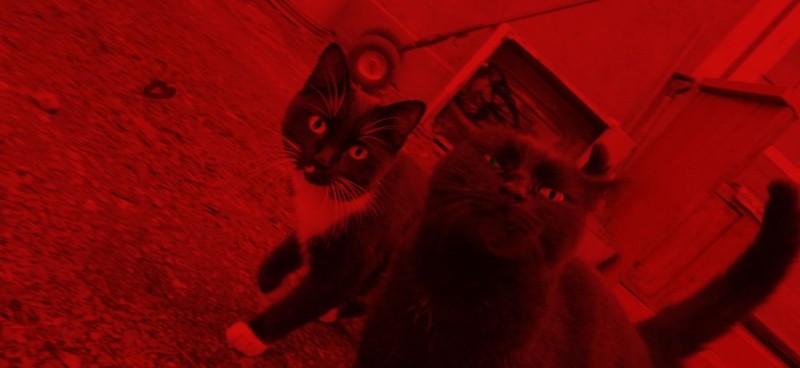 Create meme: cat , the cat in the red light, cat 