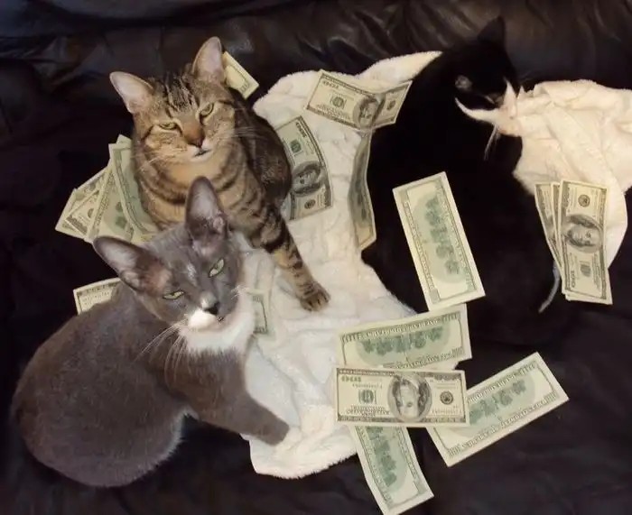 Создать мем: богатая кошка, деньги с котами, денежный кот