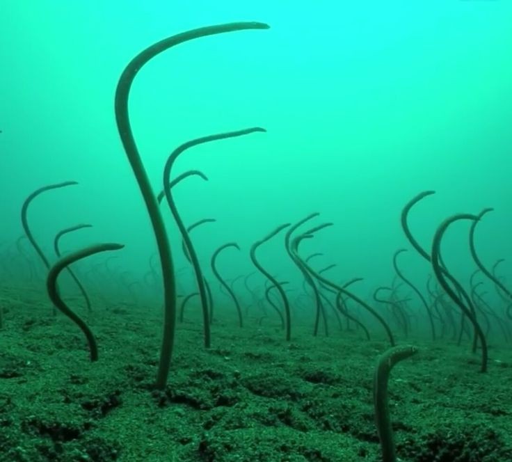 Create meme: Red Sea Eel Garden, sea eels, river eel Sargasso Sea