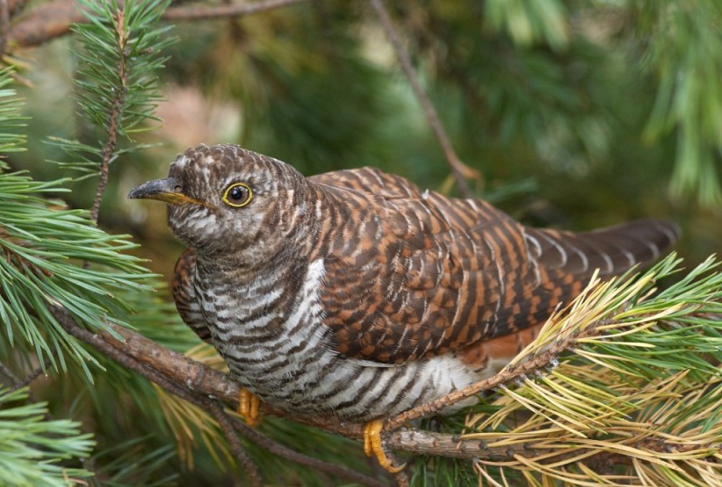 Create meme: the cuckoo bird , cuckoo, cuckoo common 