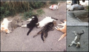 Create meme: what can poison a cat to death, the hunters, kedi