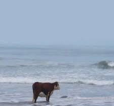 Создать мем: корова на берегу, мем корова у моря просто интересно, корова смотрит на море