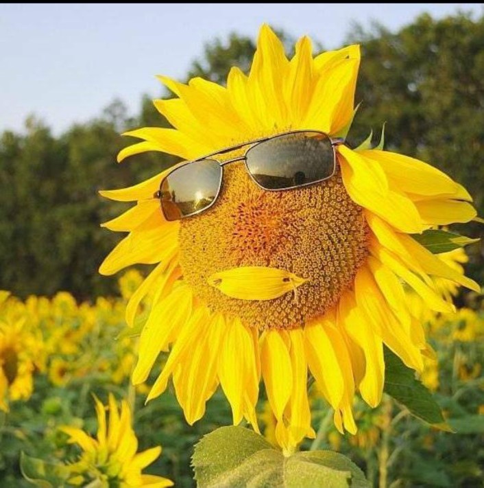 Создать мем: лето солнце, подсолнух улыбается, креатив с подсолнухами