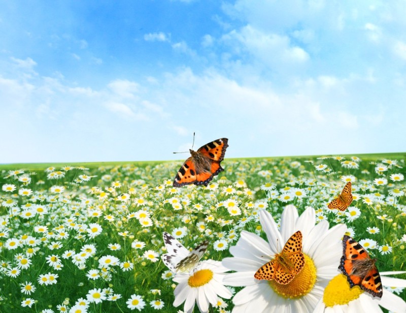 Создать мем: луг с цветами и бабочками, фон поле с ромашками, бабочка на лугу