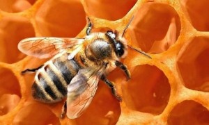 Create meme: honey bees, bee on honeycombs, bees honeycomb