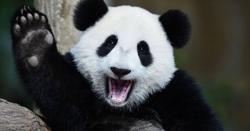 Создать мем: панда животное, гигантская панда, панда панда