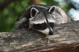 Create meme: raccoon wild, enotik, animals raccoon