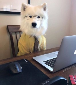 Create meme: dog, The Samoyed, dog