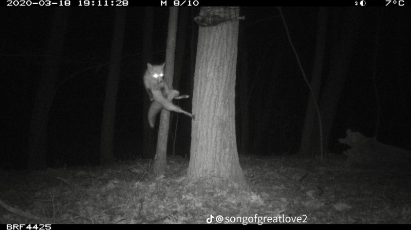 Create meme: a camera trap, Hunting wolf, darkness