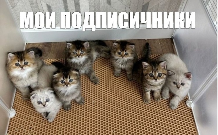 Create meme: kittens a lot, siberian kittens, kitties 