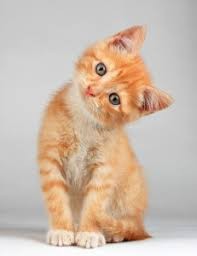Create meme: cat red, cute red kitten, cat