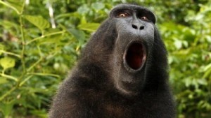 Create meme: Baboon