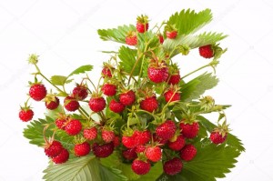 Create meme: strawberry herbal, wild berry strawberry useful, the picture strawberry on a white background