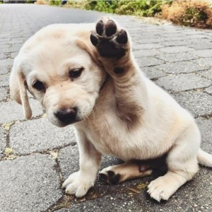 Create meme: Dog, dog with raised paw, puppies