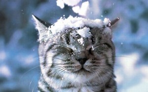 Create meme: winter, the first snowfall, forecaster