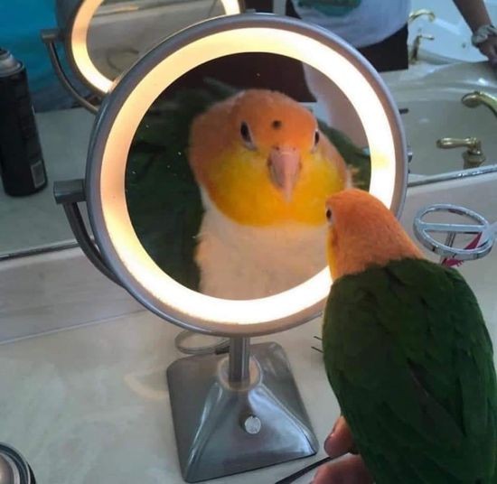 Create meme: the parrot looks in the mirror, The parrot, meme with a parrot in the mirror