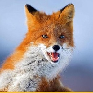 Create meme: the most rare animals in Russia, card 15 eagles Fox carp, Fox on a chain