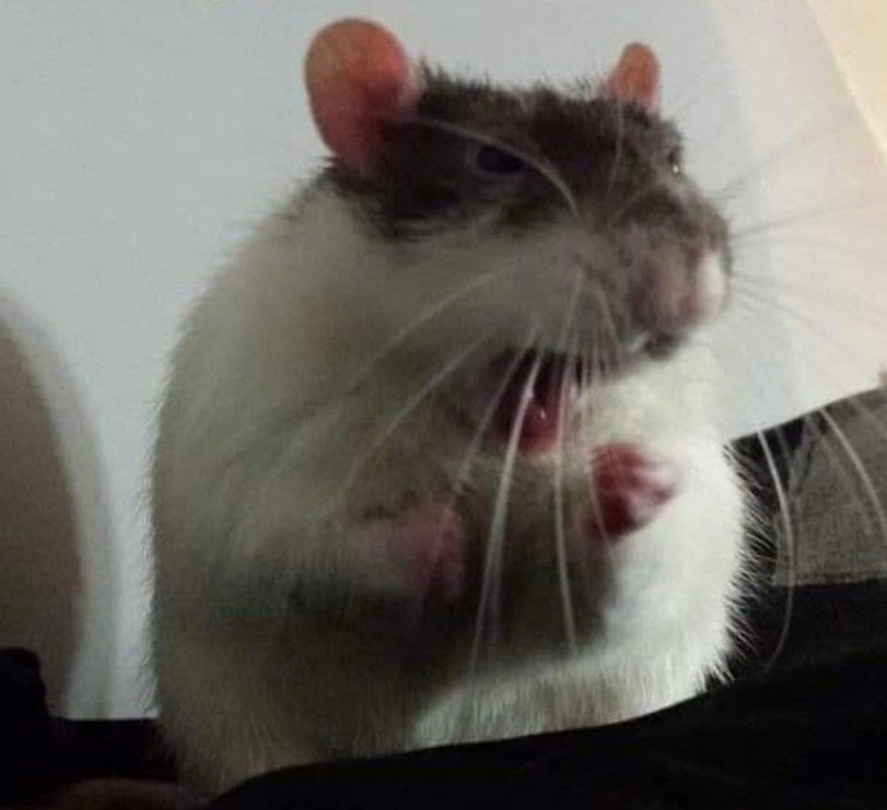 Create meme: rats , rat standard, pet rat