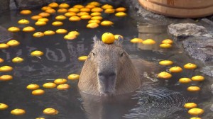 Create meme: a pet capybara, capybaras
