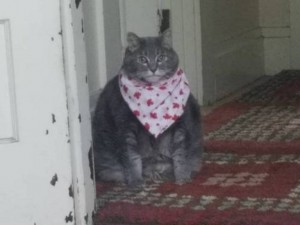 Create meme: cat, fat cat with scarf, cat