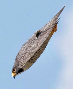 Create meme: peregrine Falcon falco peregrinus tunst, bird peregrine Falcon, peregrine Falcon