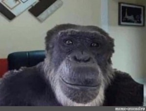 chimpanzee meme