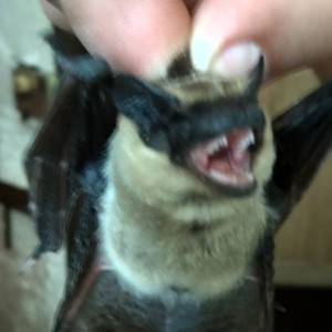 Create meme: homemade bats photo, bat city photo, bat teeth