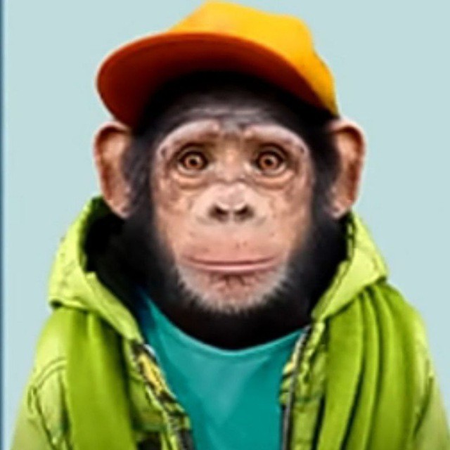 Create meme: monkey in a cap, funny monkey , the monkey is funny
