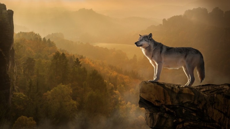 Create meme: the wolf on the mountain, The wolf on the rock, wolf 