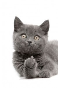 Создать мем: серый кот, серый котик, Кошка