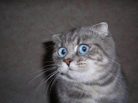 Create meme: I'm in shock cat, To be honest, I'm a fucking cat, the surprised cat 