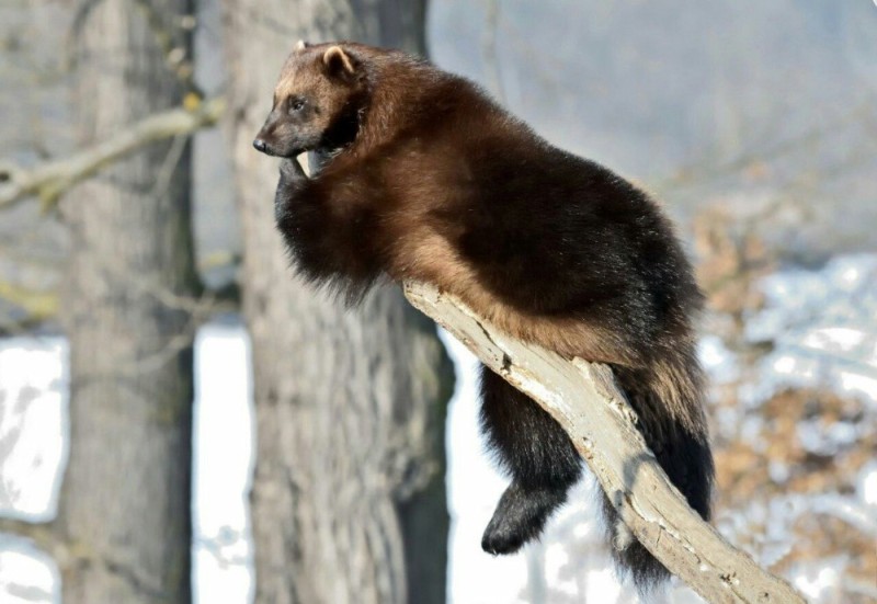 Create meme: siberian wolverine, east siberian wolverine, Wolverine: Immortal