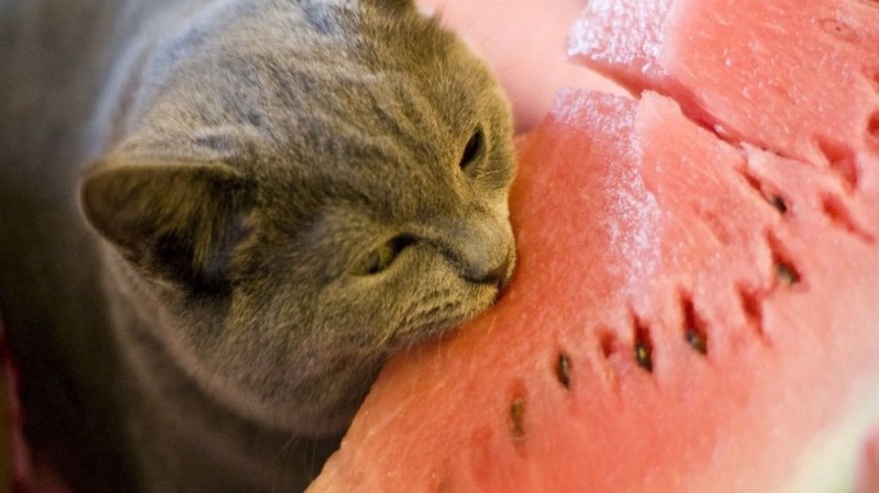 Create meme: cat with watermelon, the cat ate a watermelon, watermelon cat